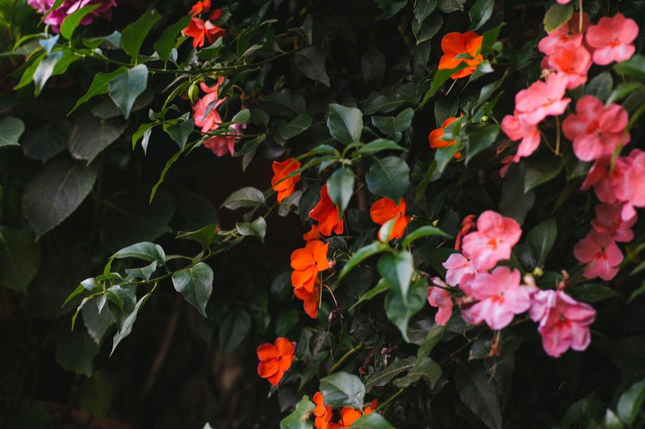 Domus Socolatae Residenza D'Epoca Charming B&B - Adults Only Follonica Εξωτερικό φωτογραφία